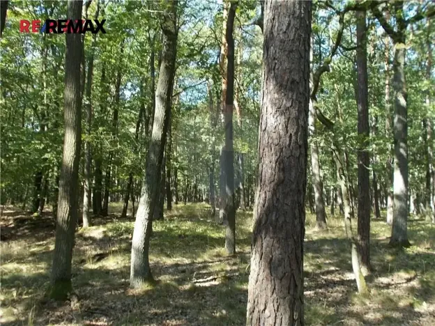 Prodej podílu lesa, Vážany, 38449 m2