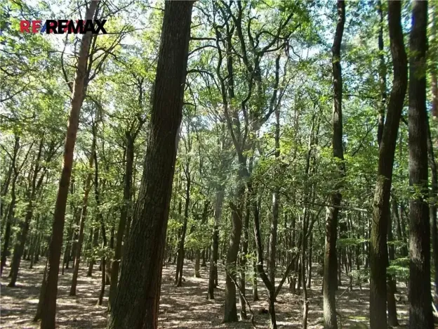 Prodej podílu lesa, Vážany, 38449 m2
