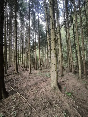 Prodej lesa, Třeboc, 5129 m2