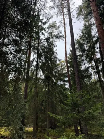 Prodej lesa, Všemyslice, 12022 m2