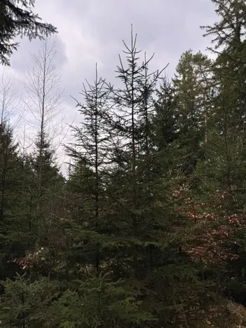 Prodej lesa, Všemyslice, 12022 m2