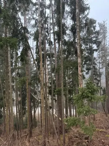 Prodej lesa, Vacov, 24200 m2
