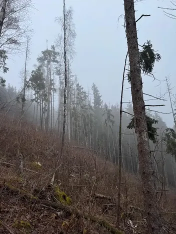 Prodej lesa, Vacov, 24200 m2