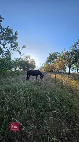 Prodej zahrady, Tvarožná, 1236 m2