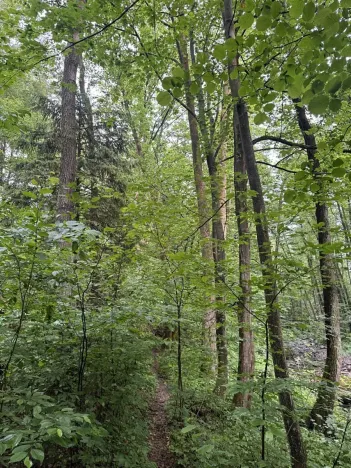 Prodej lesa, Běstvina, 1370 m2