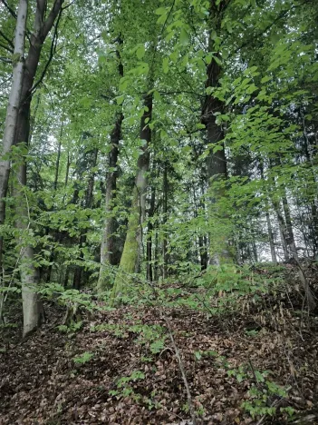 Prodej lesa, Horní Studénky, 31882 m2