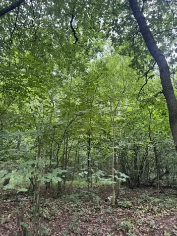 Prodej podílu lesa, Bílina, 2704 m2