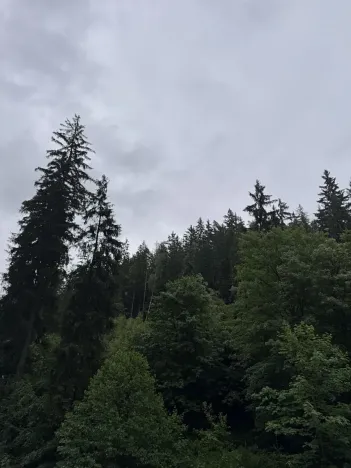 Prodej podílu lesa, Velké Hamry, 1819 m2