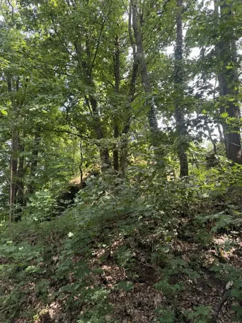 Prodej lesa, Čížkov, 10503 m2