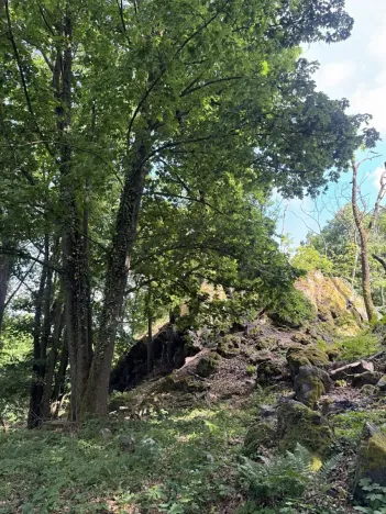Prodej lesa, Čížkov, 10503 m2