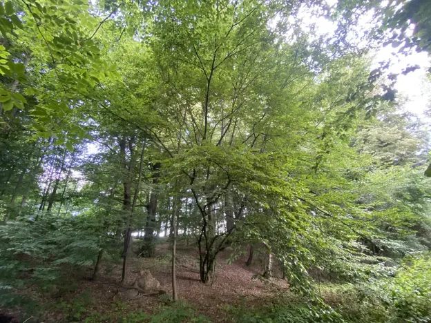 Prodej lesa, Olbramice, 2070 m2