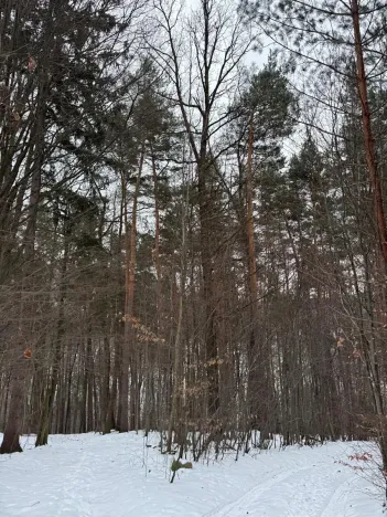 Prodej lesa, Malá Bystřice, 43476 m2
