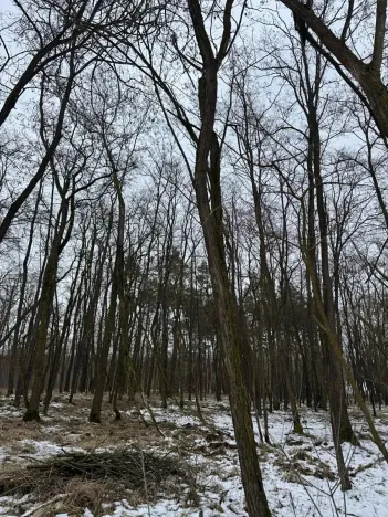 Prodej podílu lesa, Černěves, 892 m2