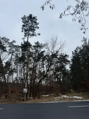 Prodej podílu lesa, Černěves, 892 m2
