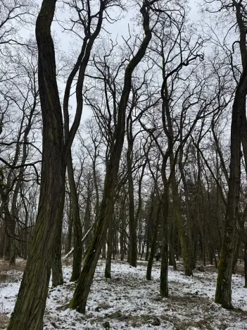 Prodej podílu lesa, Černěves, 2638 m2