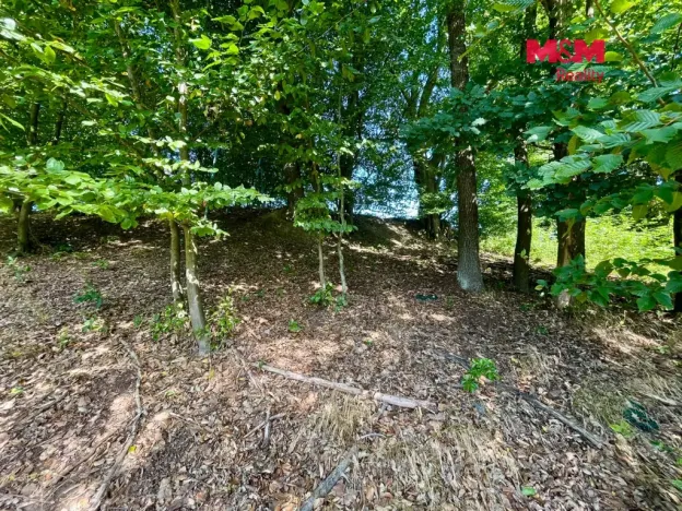 Prodej lesa, Hranice - Hranice IX-Uhřínov, 5050 m2