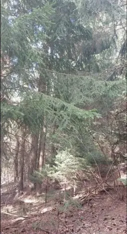 Prodej lesa, Valašská Senice, 386663 m2