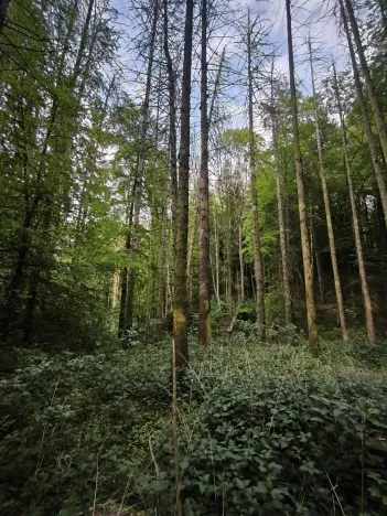 Prodej lesa, Třeboc, 1785 m2