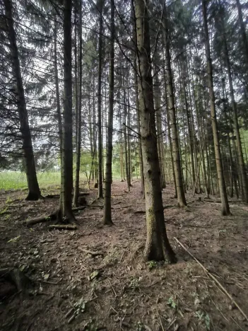 Prodej lesa, Třeboc, 1785 m2