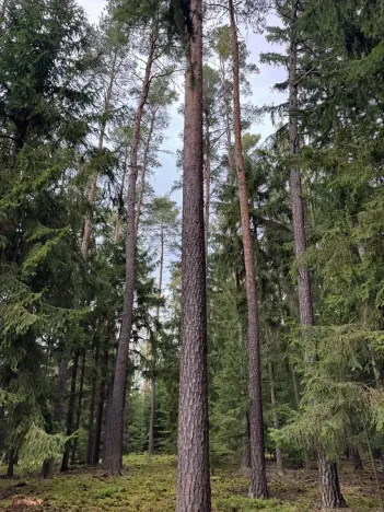 Prodej lesa, Všemyslice, 12022 m2