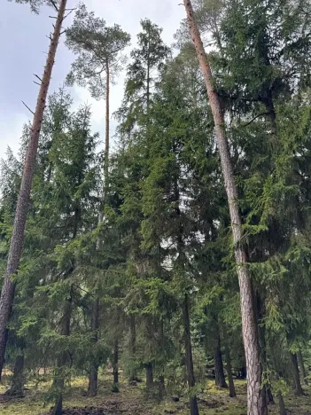 Prodej lesa, Všemyslice, 12022 m2