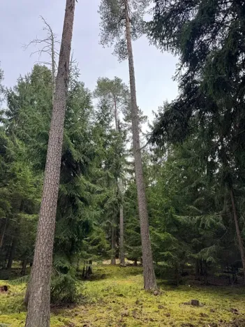 Prodej lesa, Všemyslice, 12022 m2