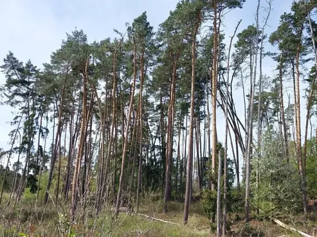 Prodej lesa, Mladoňovice, 2107 m2