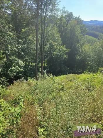 Prodej lesa, Benešov u Semil, 4922 m2