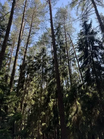 Prodej lesa, Jestřebí, 21583 m2