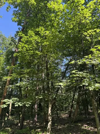 Prodej podílu lesa, Kněžmost, 1568 m2