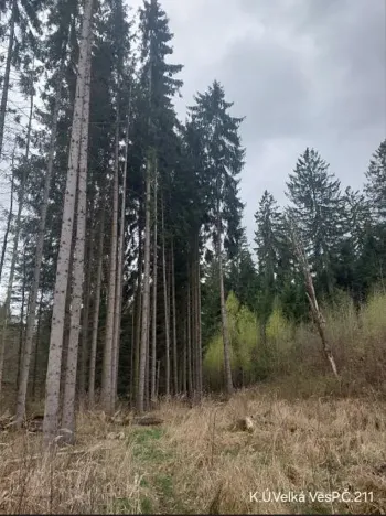 Prodej lesa, Lukavec, 4768 m2