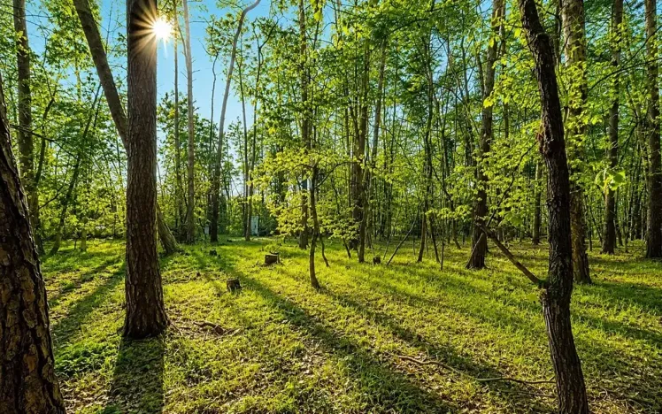 Prodej pozemku pro bydlení, Hradištko, Kersko, 4428 m2