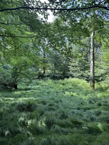 Prodej rybníku, Karviná, 12501 m2