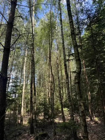 Prodej podílu lesa, Zádolí, 12979 m2