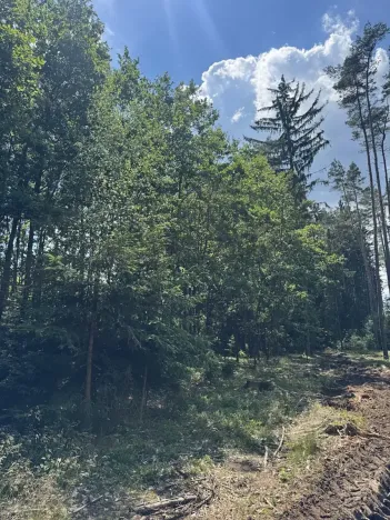 Prodej podílu lesa, Zádolí, 12979 m2