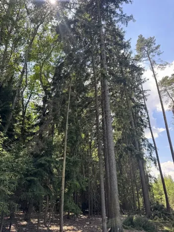 Prodej podílu lesa, Zádolí, 12979 m2