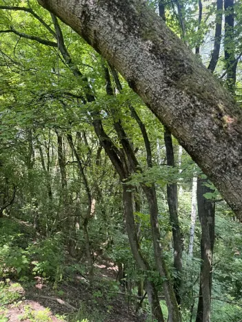 Prodej lesa, Kněžnice, 6851 m2