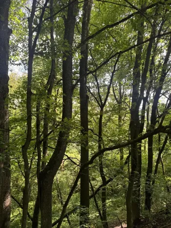 Prodej lesa, Kněžnice, 6851 m2