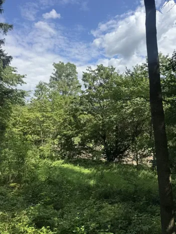 Prodej lesa, Kněžnice, 6851 m2