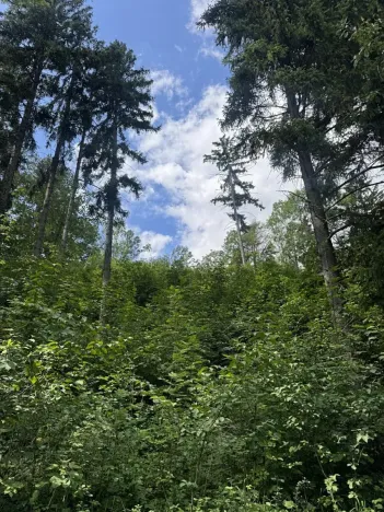 Prodej lesa, Kněžnice, 6851 m2