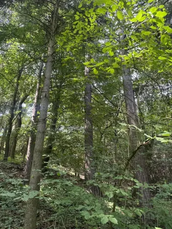 Prodej lesa, Kněžnice, 4780 m2