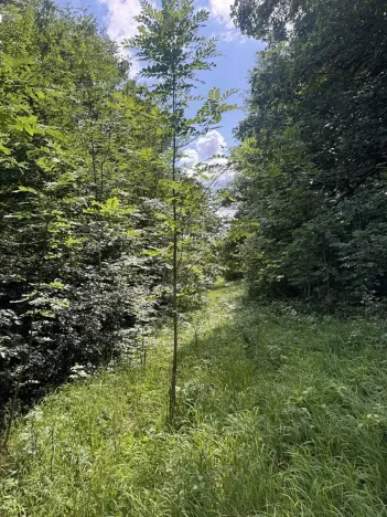 Prodej lesa, Kněžnice, 4780 m2