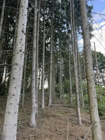Prodej podílu lesa, Hromnice, 7955 m2