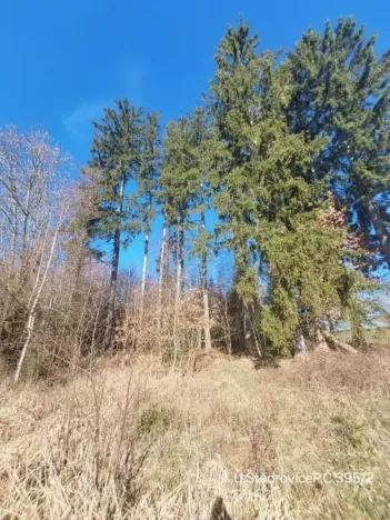 Prodej lesa, Čáslavsko, 2306 m2