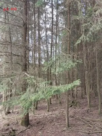 Prodej lesa, Žirovnice, 1258 m2