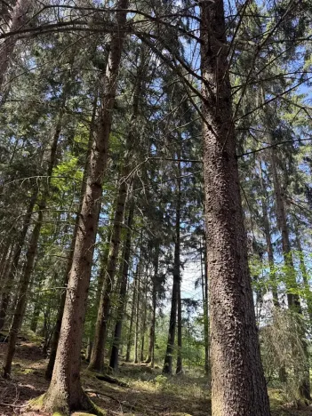 Prodej podílu lesa, Kramolín, 1401 m2