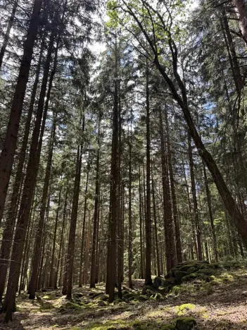 Prodej podílu lesa, Kramolín, 1401 m2