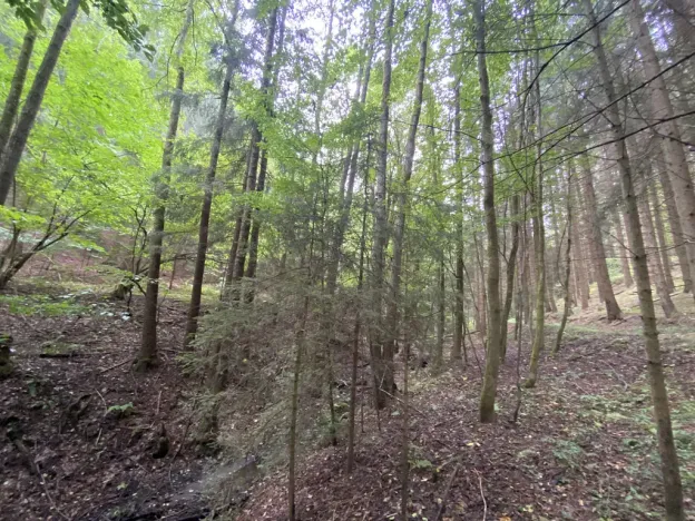 Prodej louky, Strážná, 2049 m2
