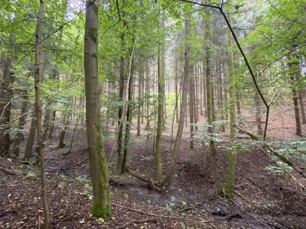 Prodej louky, Strážná, 2049 m2