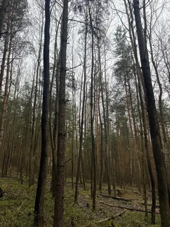 Prodej podílu lesa, Koloveč, 11497 m2